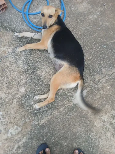 Cachorra para adoção 