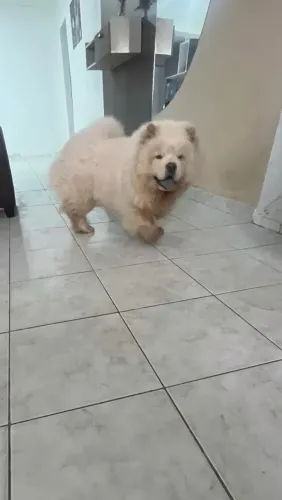 Chow chow americano 