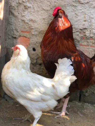 Casal de galinha Barbuda de ovos azuis