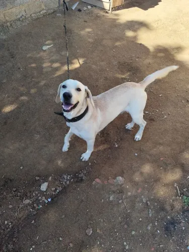  doação labrador 