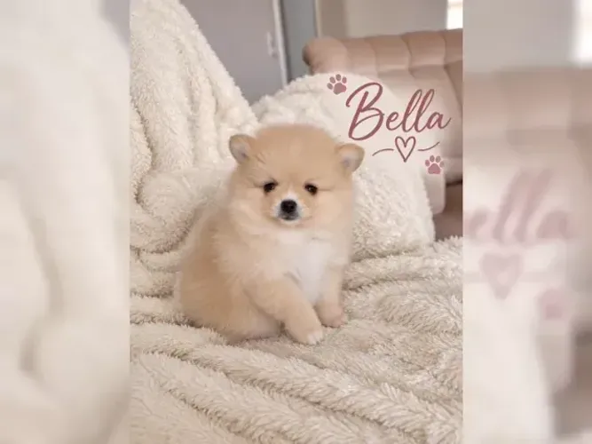 Bebezinho alegre e dócil Spitz Alemão/ Lulu da Pomerânia/ anão/ anãozinho