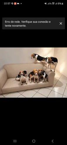 Beagle 13 polegadas tricolor