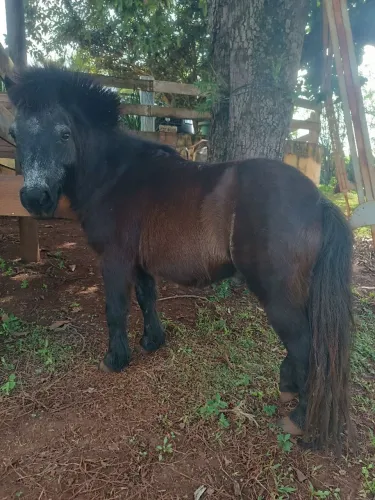 Pônei manso macho capado para criança