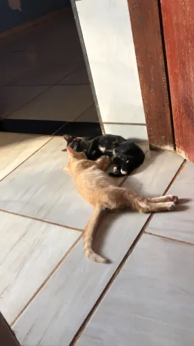 GATO PRA DOAÇÃO
