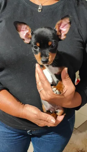 Pinscher 