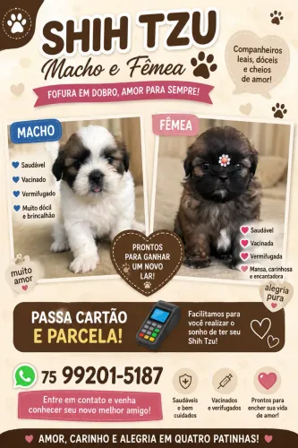 Filhote de shih tzu macho e fêmea disponíveis