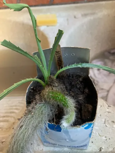 Rabo de macaco flor vermelha