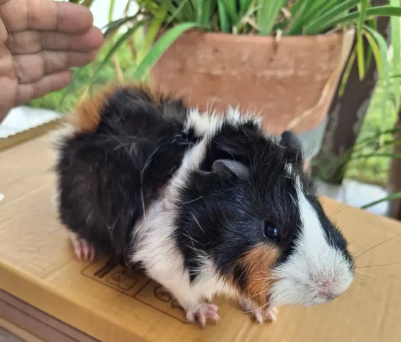 Vendo porquinho macho reprodutor 