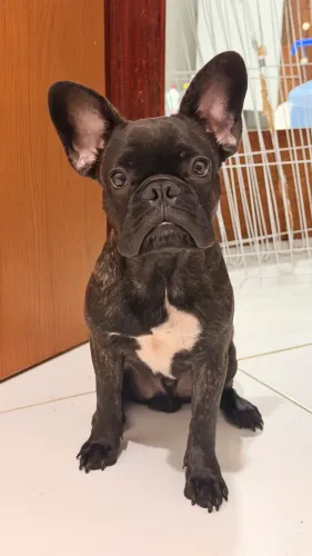 Bulldog Francês