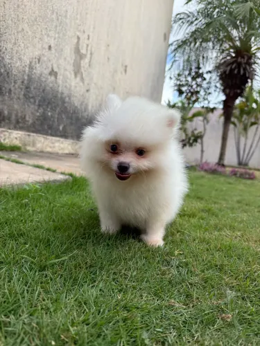 Vendo filhote spitz alemão