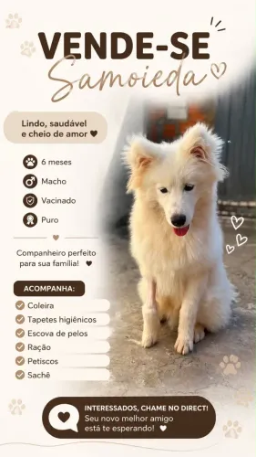 Filhote de Samoieda