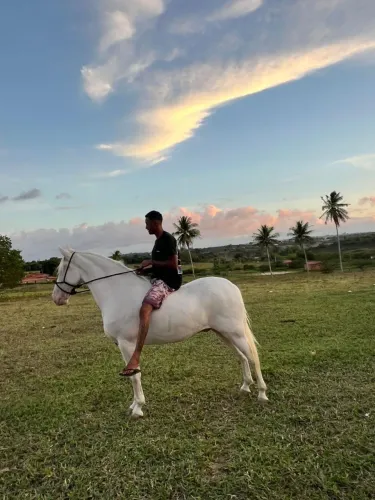 Cavalo castrado de picado