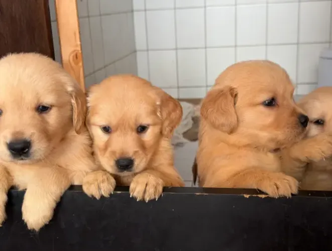Golden Retriever para Adoção - Rápida e Responsável
