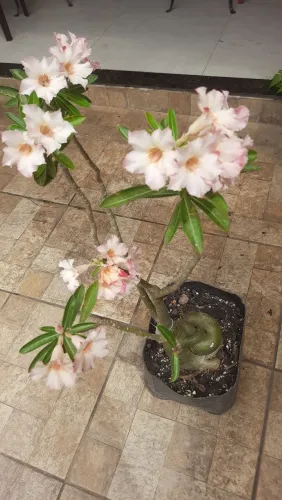 VENDO ROSA DO DESERTO MATRIZ COM 80 CENTÍMETROS DE ALTURA