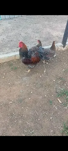 Galinha ornamental