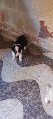 FILHOTES BORDER COLLIE