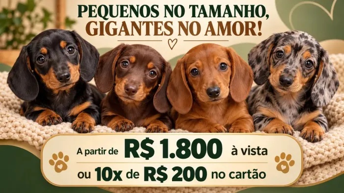 Lindos filhotes de Dachshund!