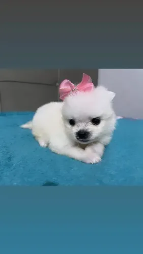Filhotes Spitz alemão anão 