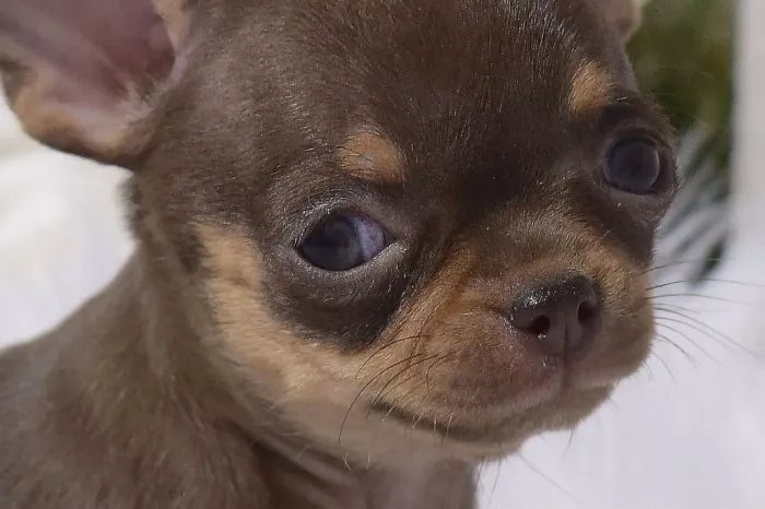 Chihuahua disponível