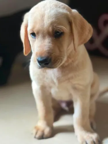 Labrador amarelo - A pronta entrega!