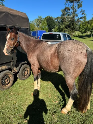 Cavalo Rosilho Bragado