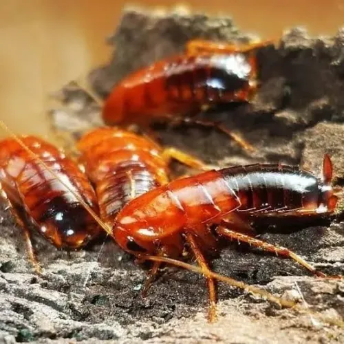 Alimento vivo para répteis, aves, aranhas 100 Un