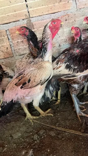 Galinha Índia prata bico curto?