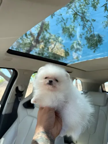 Spitz Alemão Anão | Machinho disponível
