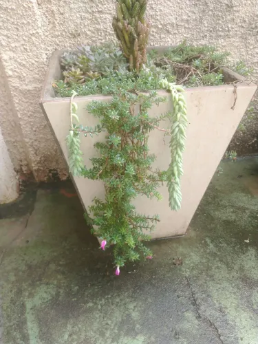 Desapego 7 vaso de cerâmica com planta por 150,00