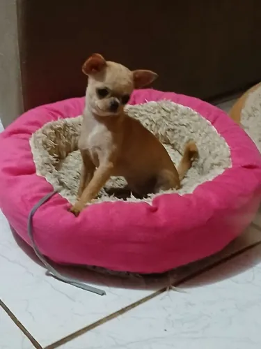 chihuahua femea 