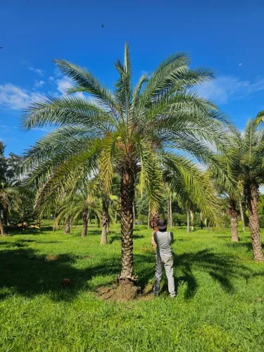 Venda de Palmeiras, Plantas Ornamentais e Árvores