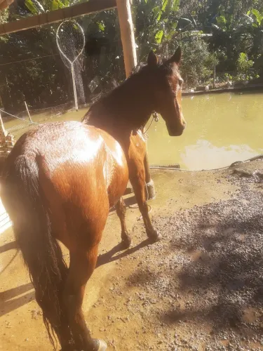 Cavalo