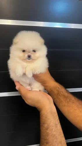 LULU DA POMERÂNIA