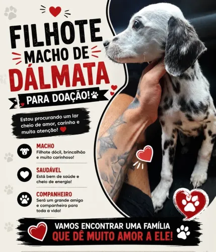 Doação Filhote Dálmata macho