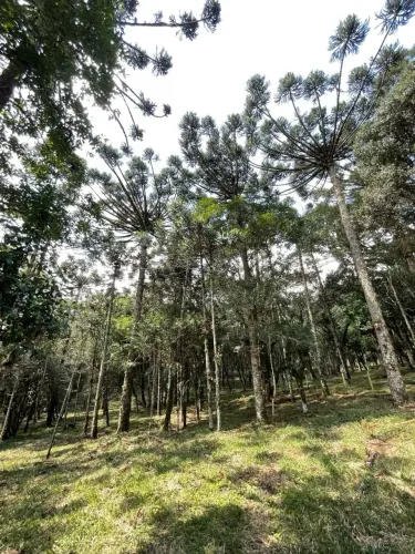 Terreno em Campo Alegre/SC.