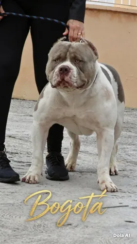 FILHOTE PIT MONSTER PUROS 