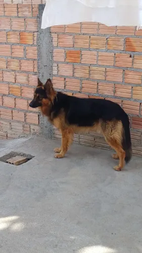 Procurando cachorra fêmea para cuzar da raça pastor alemão!