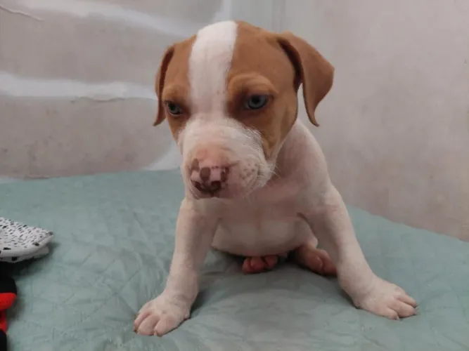 Pit Bull