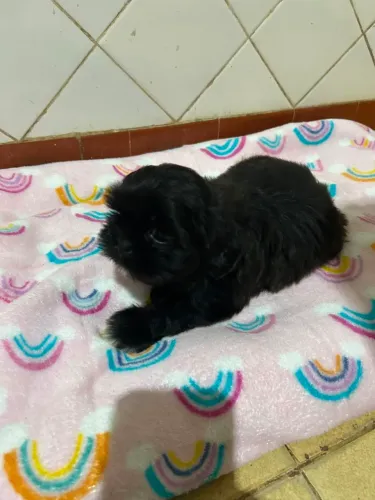 VENDO FILHOTES DE SHIH TSU