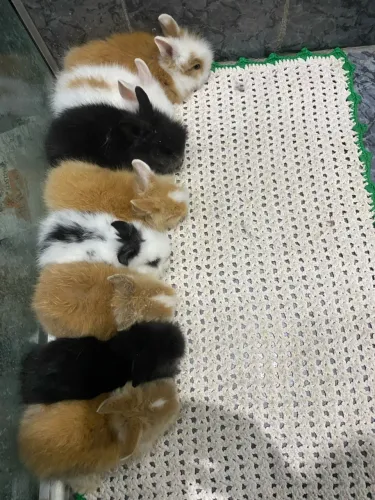 Coelho Mini Lion