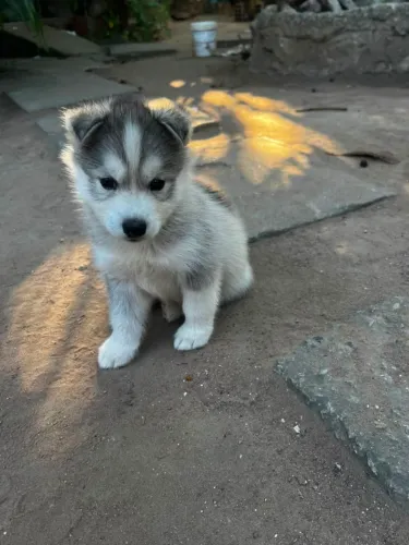 husky siberiano