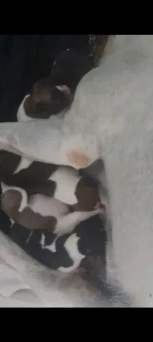 Bulldogue francês