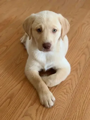 Encantadora bebe de labrador femea