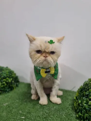 Lindo persa adulto com olho azul