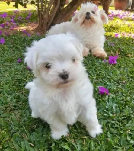 Maltês Mini Filhotes Pequenos Selecionados. 