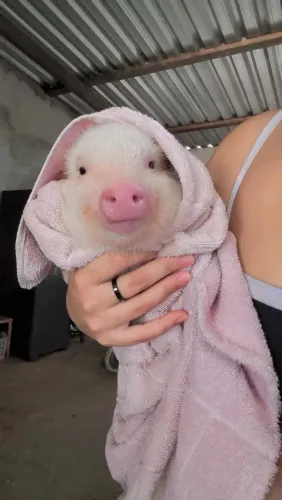 Mini pig 