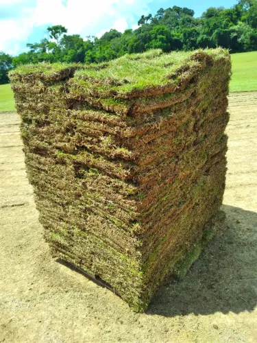 Grama Verde