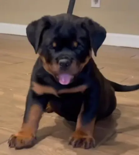 ROTTWEILER FILHOTES DISPONÍVEIS