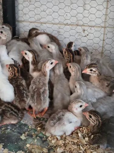 Ovos galinha dangola 