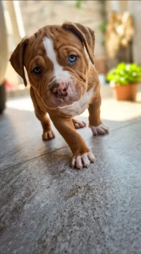 Cachorro